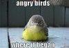 angry birds