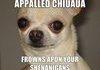 Appalled Chiuaua