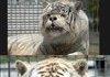 Meet Kenny - Tiger with Down Syndrome