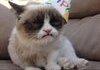 any one feel bad for grumpy cat?