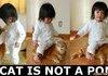 A cat is not a pony