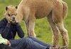 Alpaca