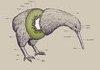 Anatomy of a kiwi