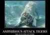 amphibious attack tiger