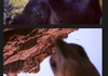 Animal Selfies