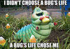 A Bug's Life