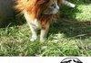 awww. Lion