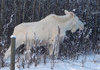 albino moose