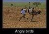 Angry Birds