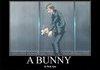 A BUNNY