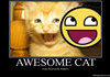Awesome Cat.