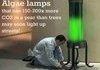 Algae lamps