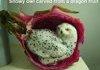 Snowy Owl Carved From Dragon Fruit