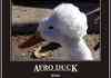 AFRO DUCK!