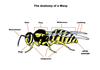 Anatomy of the Wasp