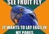 Another Paranoid Parrot