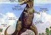 Anatomy of a T Rex