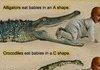 Alligators And Crocodiles