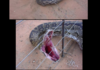 Angry snake
