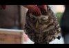 awesome Owl is awesome