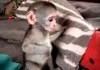 Weird looking tiny monkeys