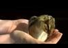 Adorable Chipmunk in Slow Motion