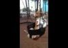Adorable Corgi Rides a Swing