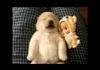 Puppy Dreaming