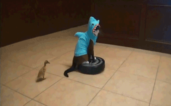Cats+sharks+ducks+roombas+and+poop+something+for+everyone_dcd9da_4786329.gif