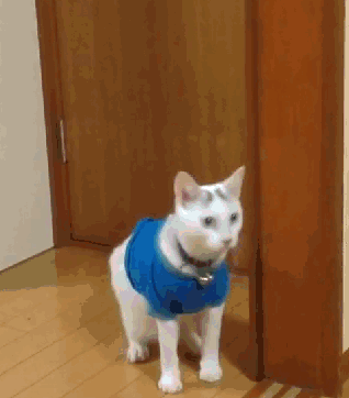 Confused+cat_ca5a7f_5326201.gif