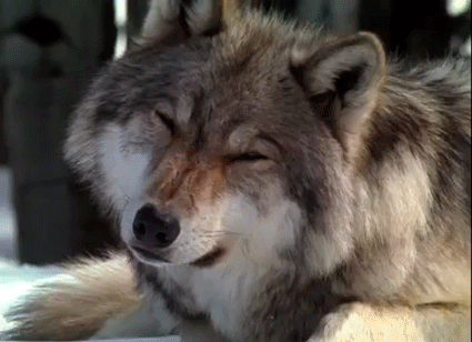 [Image: Confused+wolf_530b18_3921270.gif]
