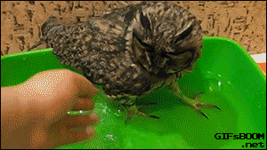 Image result for gifs of baby owls